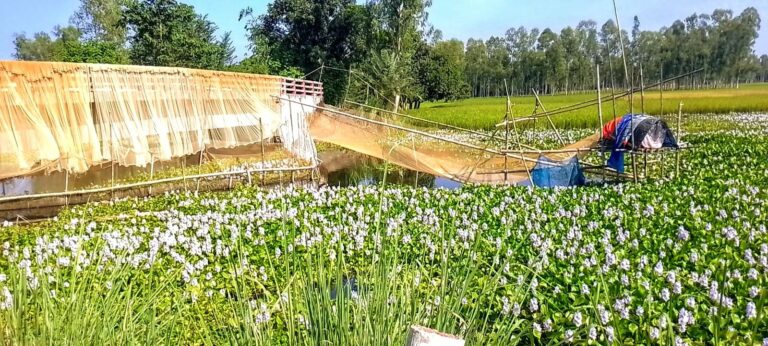 সাদুল্লাপুরে অবৈধ বাঁধে দেশি মাছ নিধন-প্রশাসনের নীরবতা
